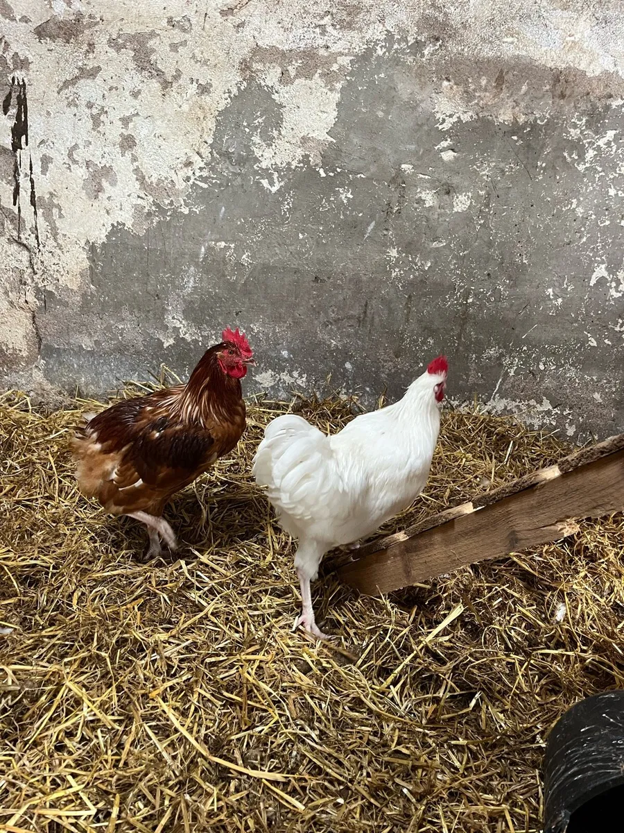 Cocks - Image 1