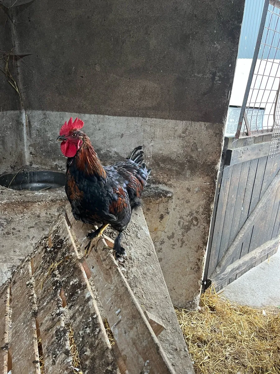 Cocks - Image 3