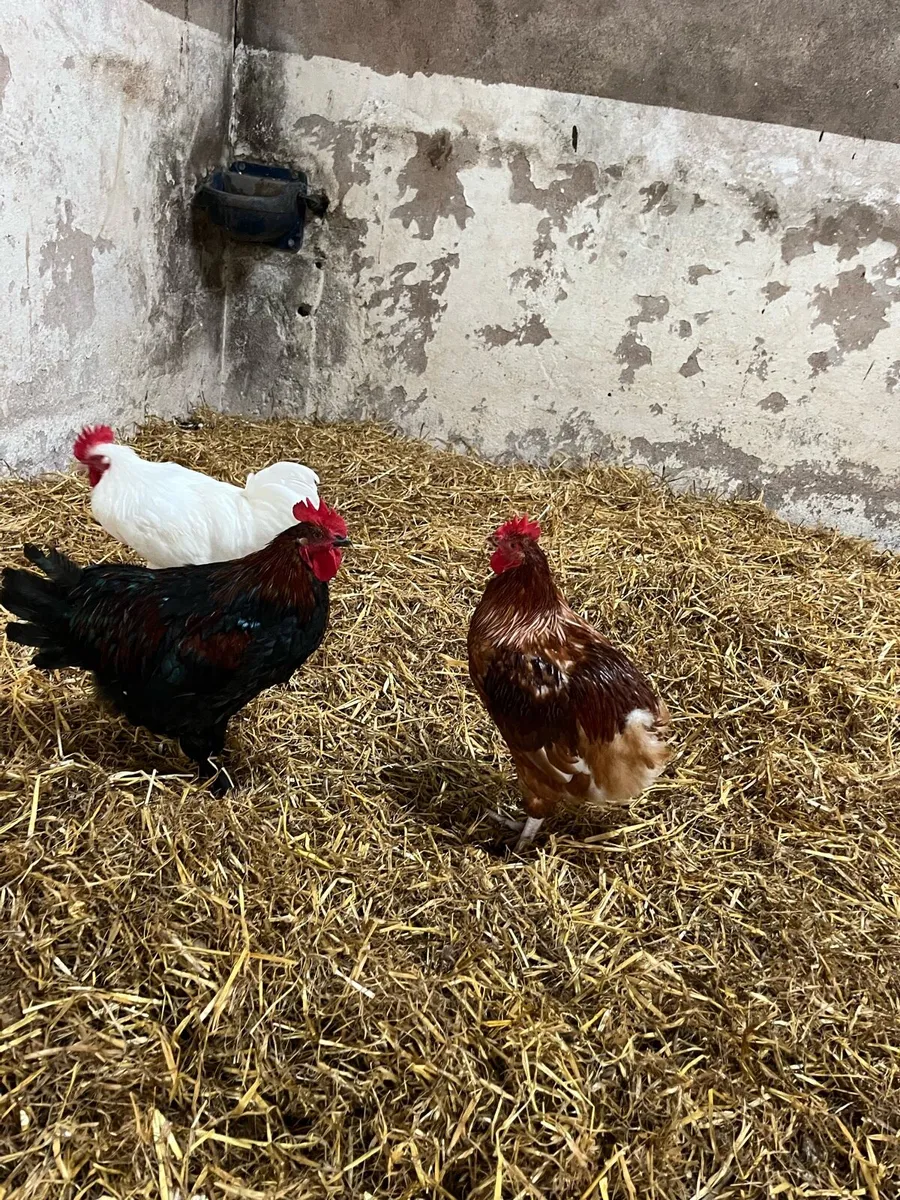 Cocks - Image 4