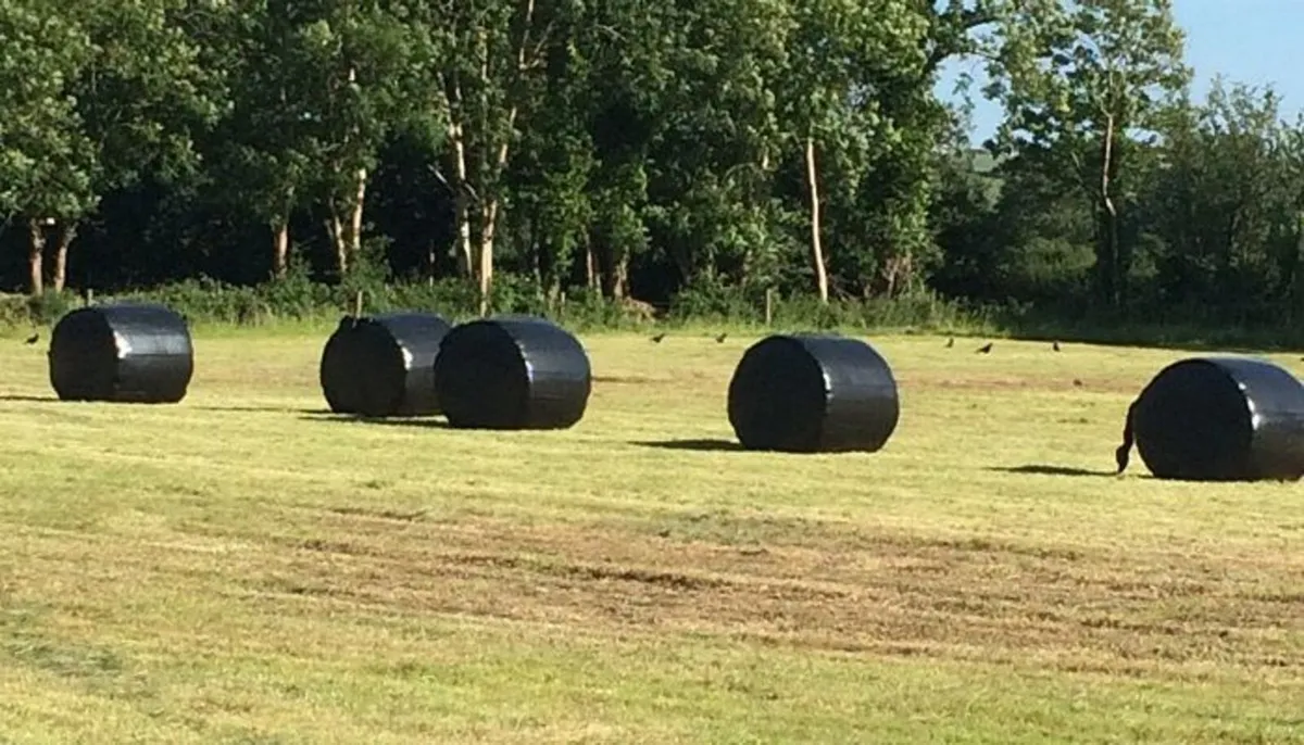 Silage Bales