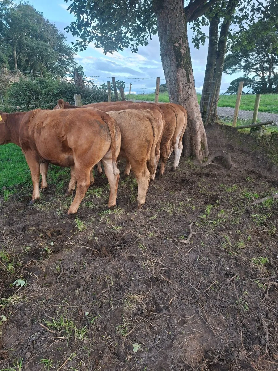 Limousine Heifers - Image 1