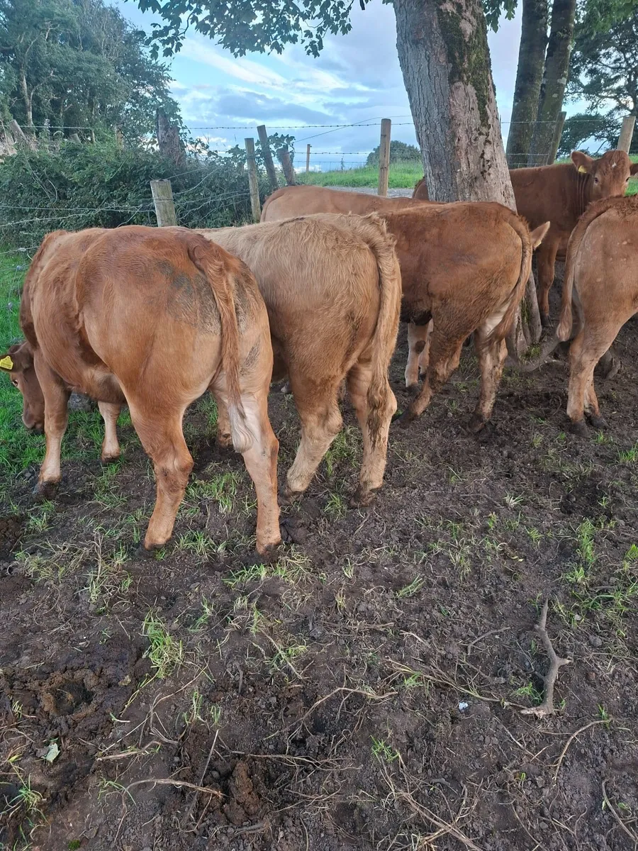Limousine Heifers - Image 3
