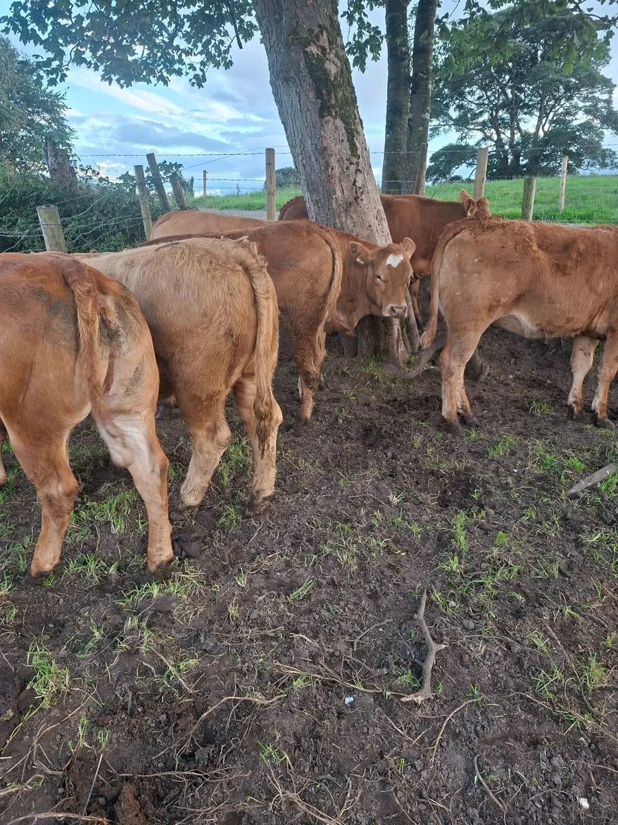 Limousine Heifers - Image 4