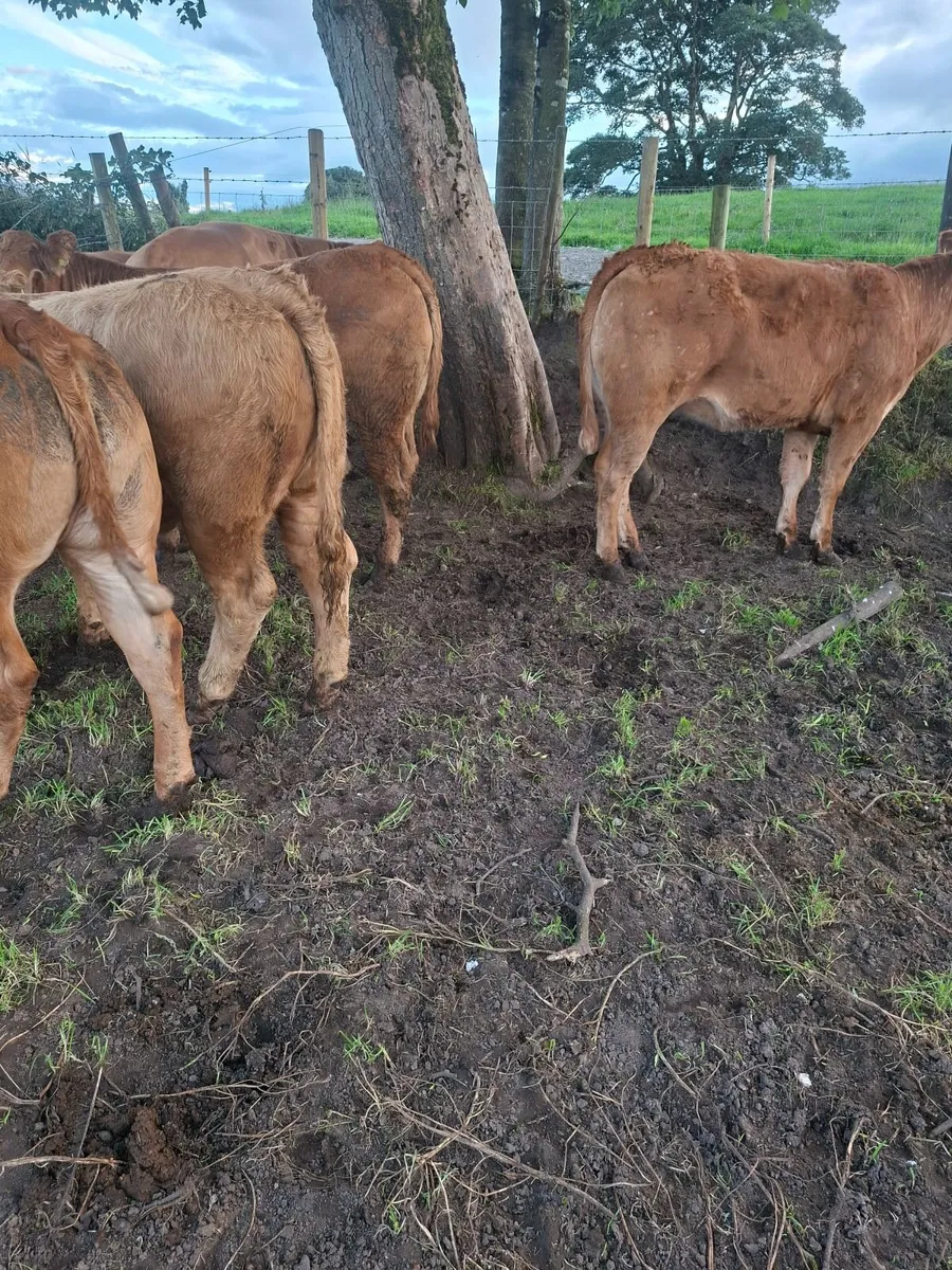 Limousine Heifers - Image 2