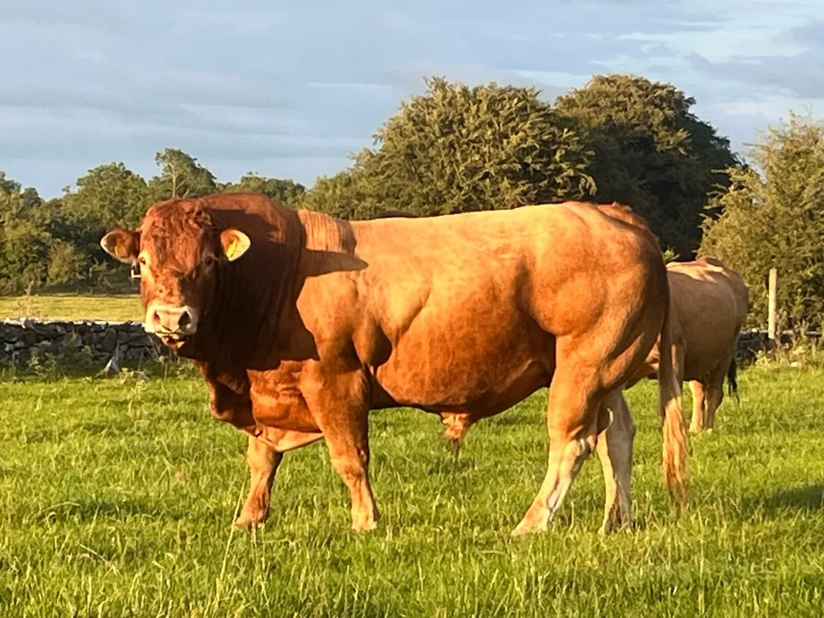 Limousine Bull - Image 1