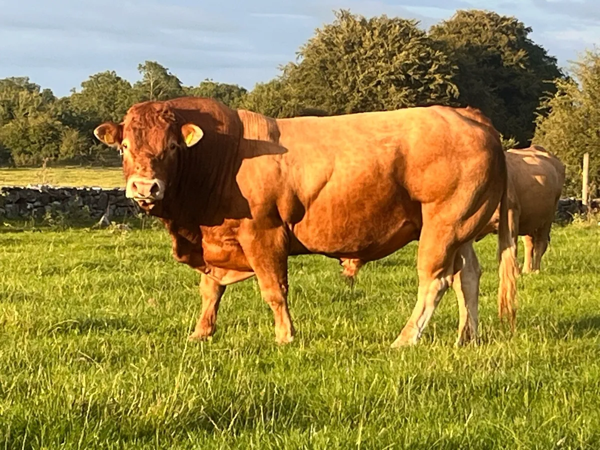Limousine Bull - Image 4