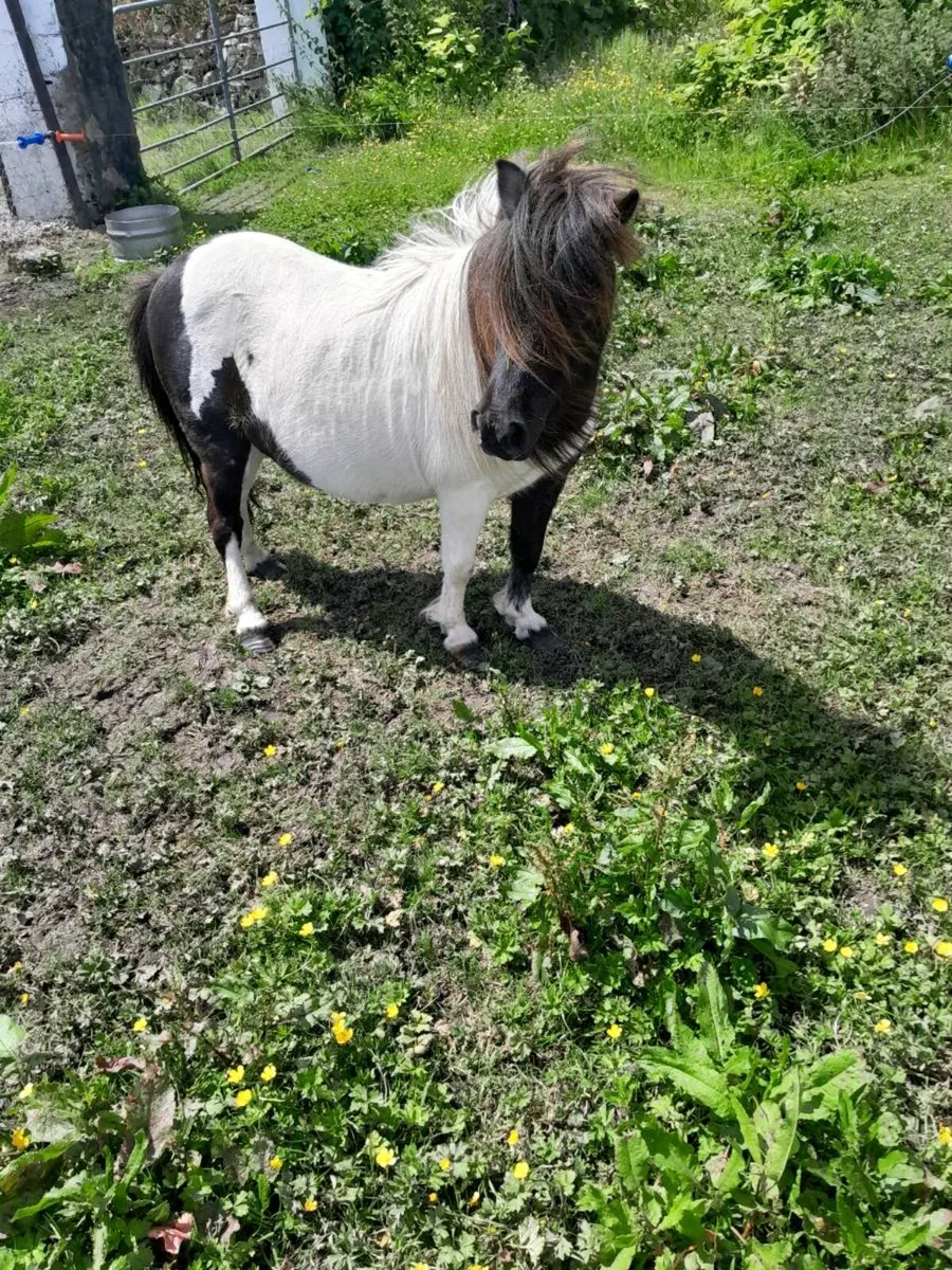 Ponies Miniature mare - Image 1