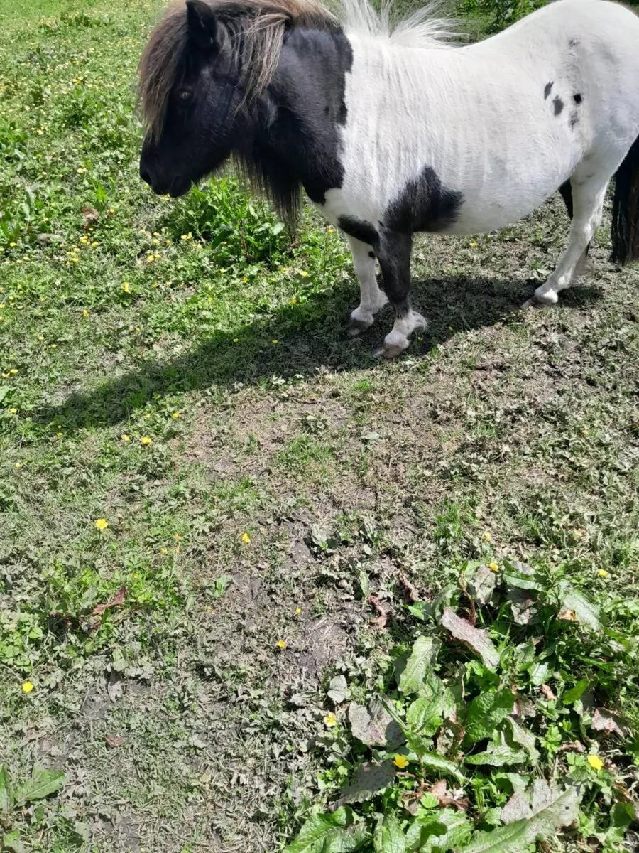 Ponies Miniature mare - Image 2