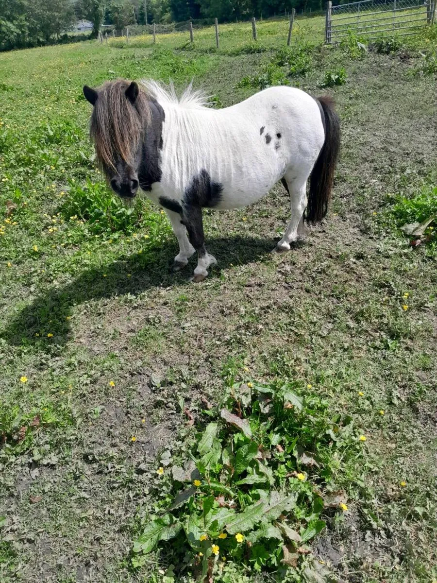 Ponies Miniature mare - Image 3