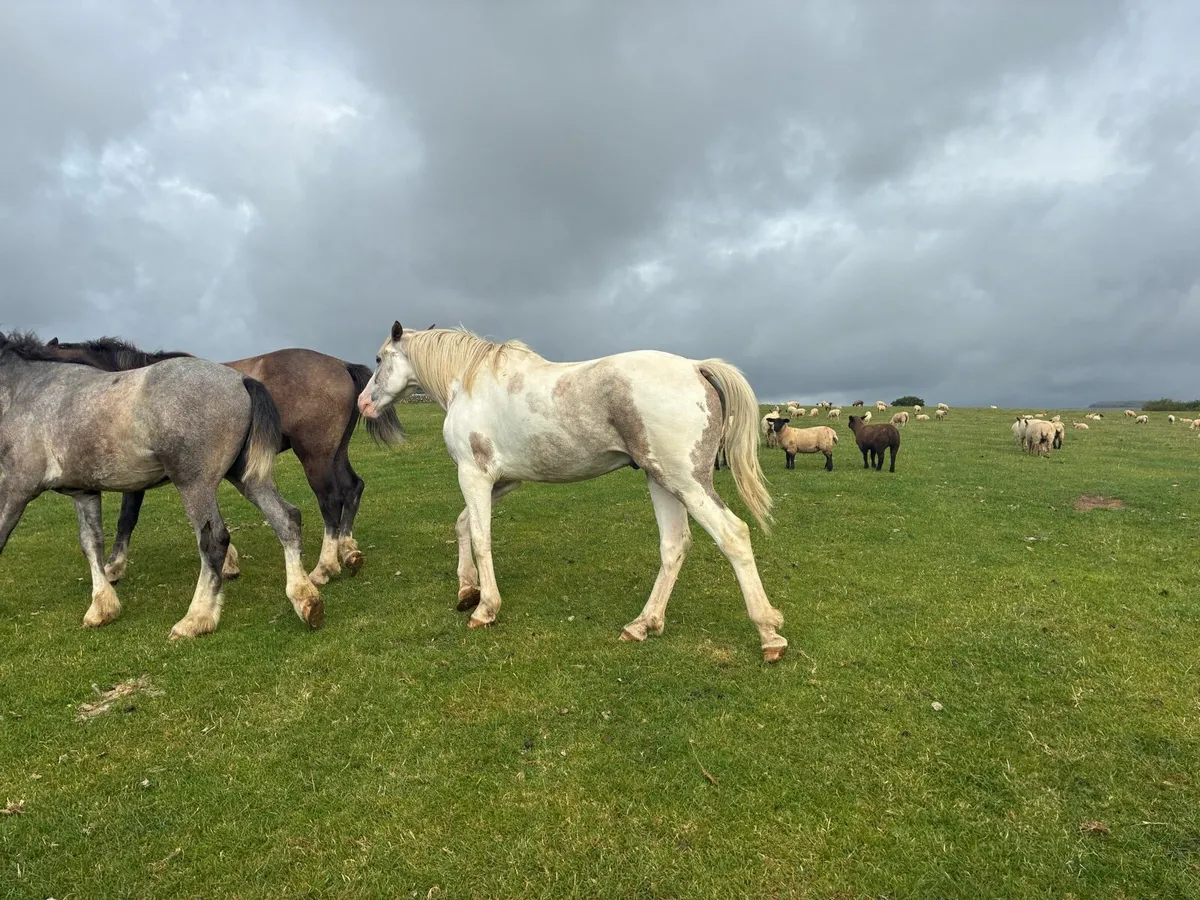 Horse - Image 2