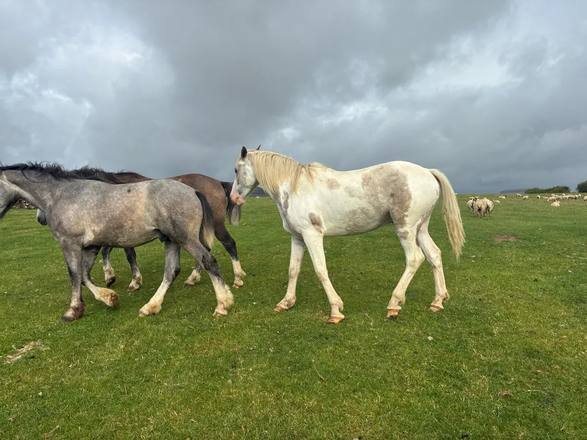 Horse - Image 1