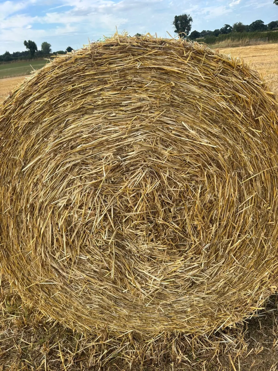 Organic Barley & Pea Straw - Image 2
