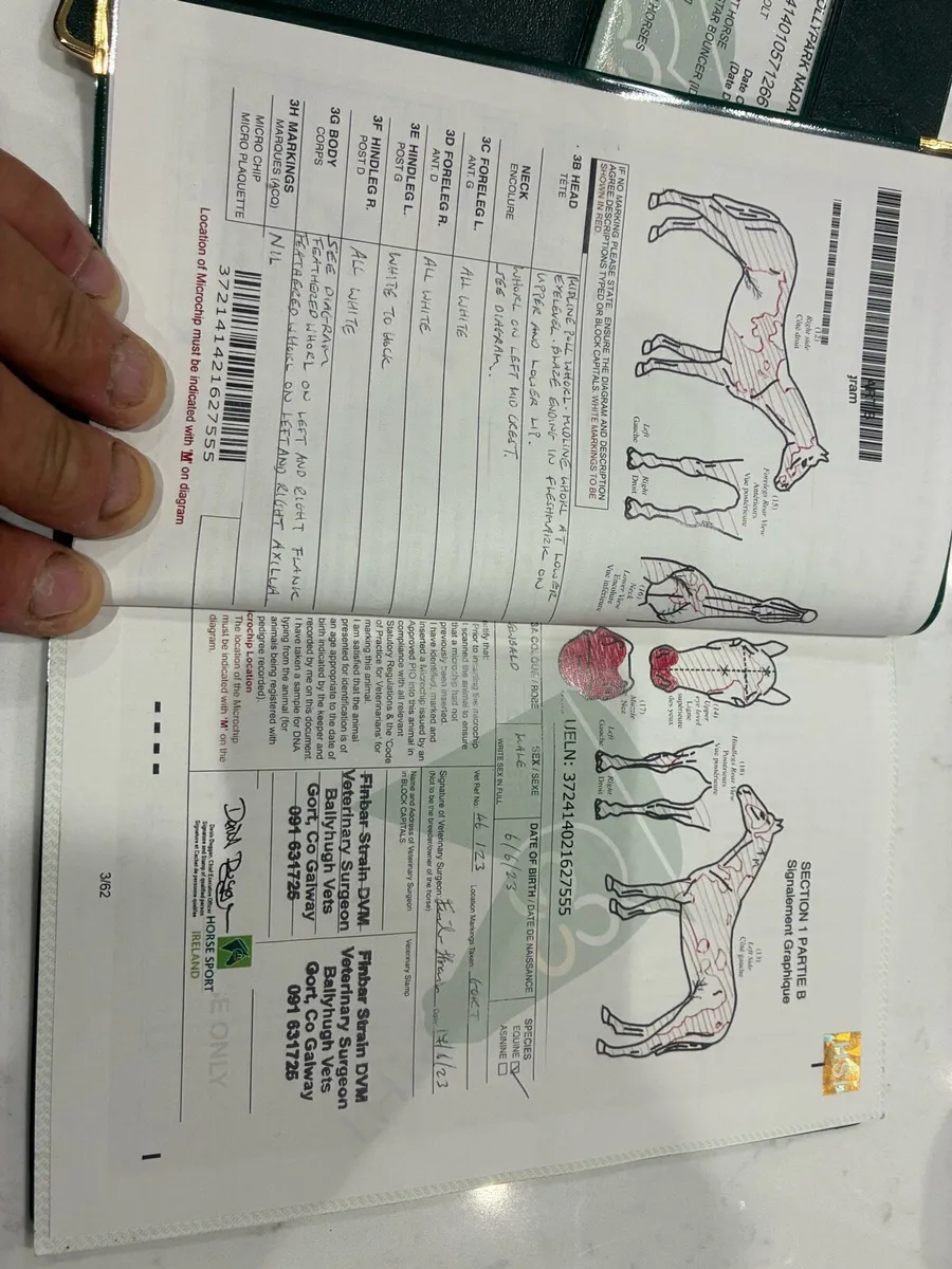 Horse - Image 4