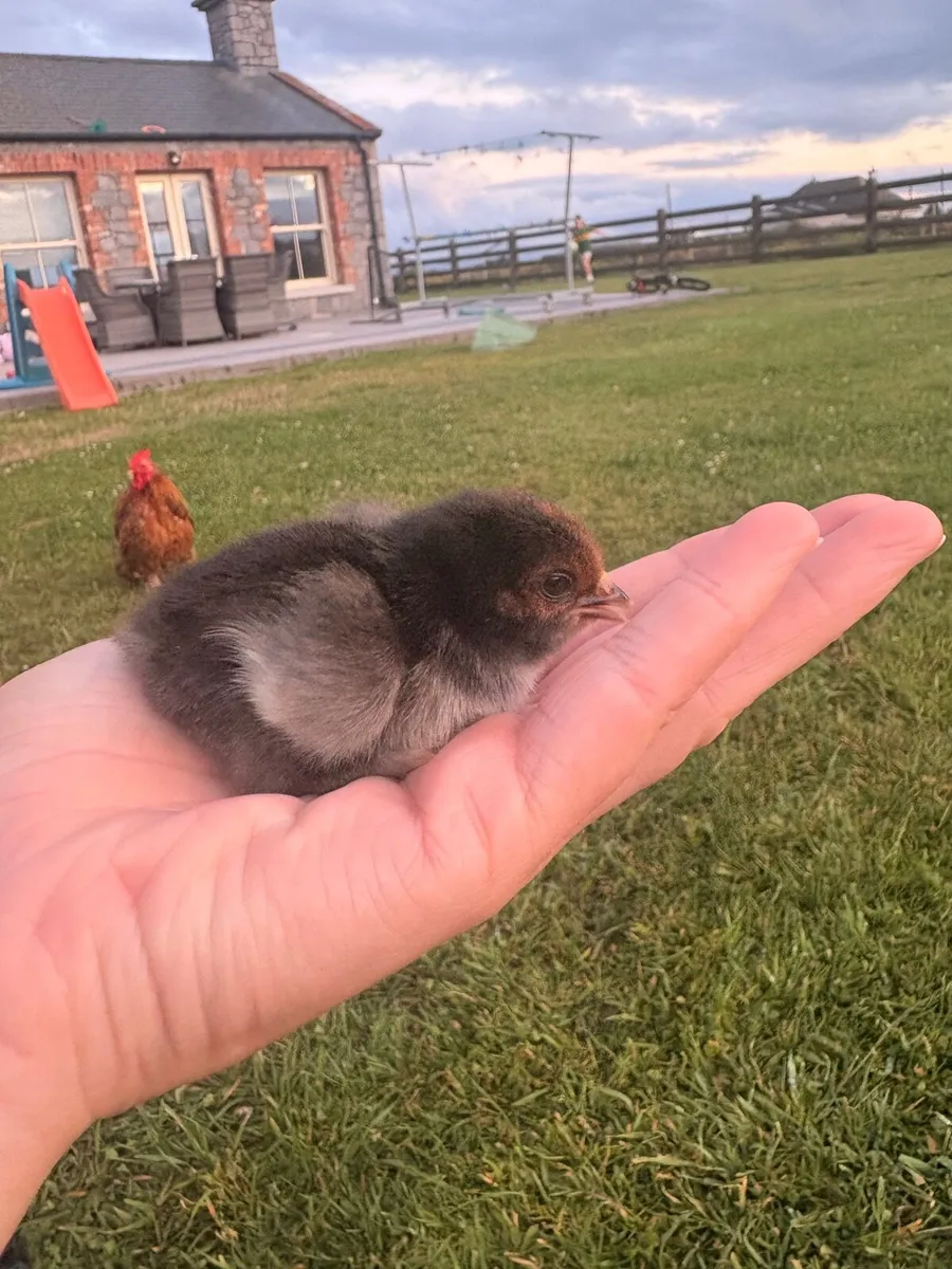 Bantam chicks - Image 2