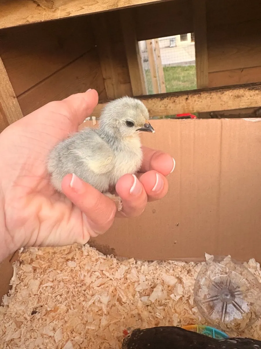 Bantam chicks - Image 3