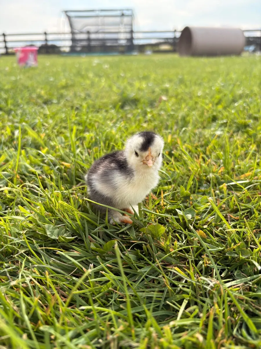 Bantam chicks - Image 4