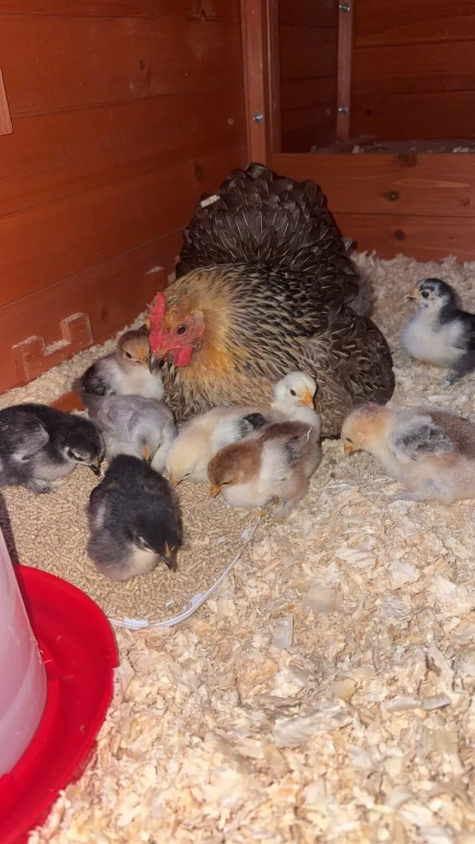 Bantam chicks - Image 1