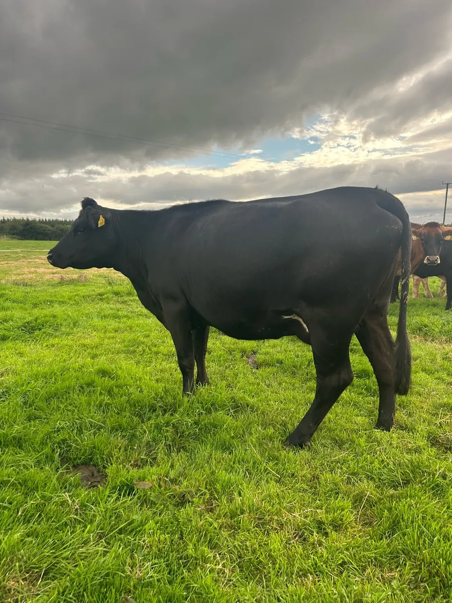 2nd calf AAX cow - Image 1