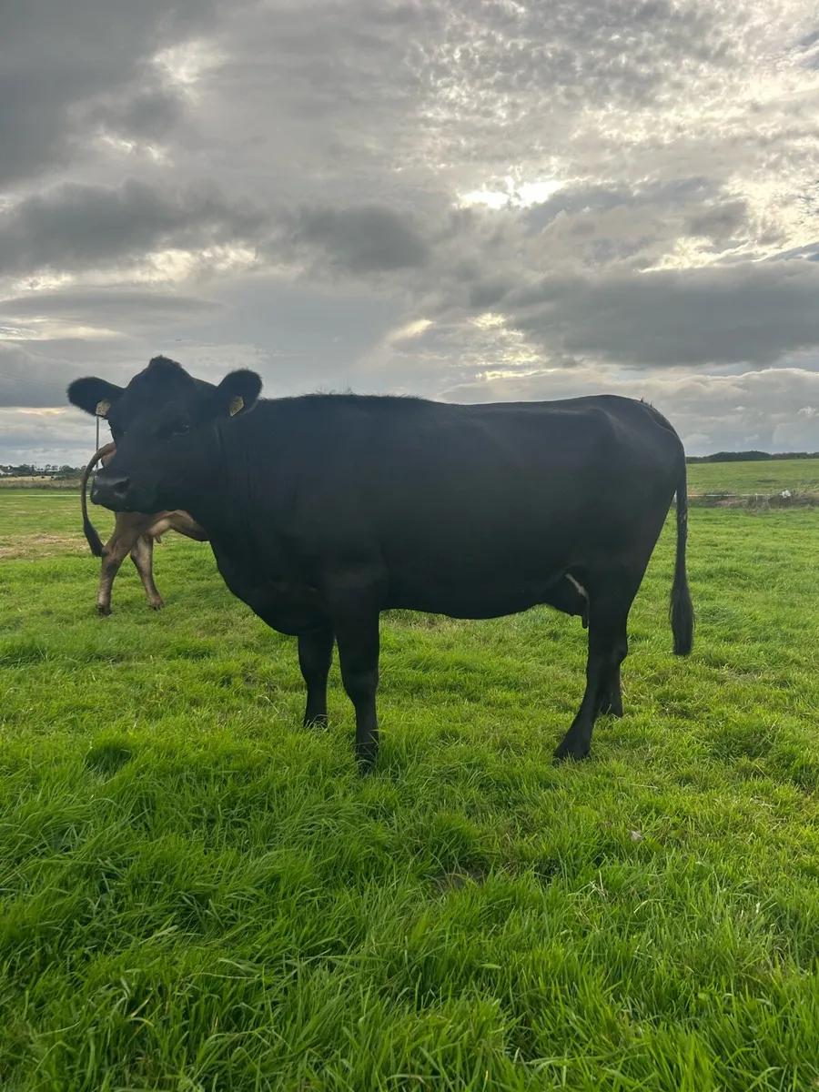 2nd calf AAX cow - Image 4