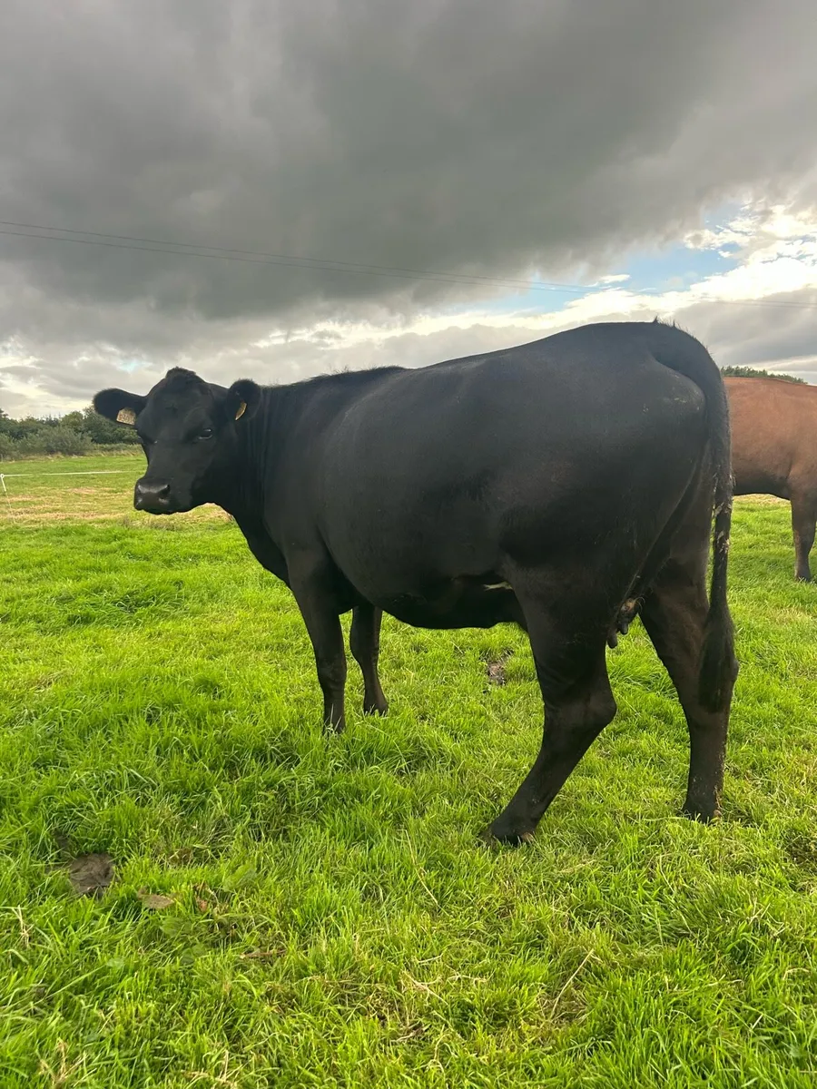 2nd calf AAX cow - Image 2