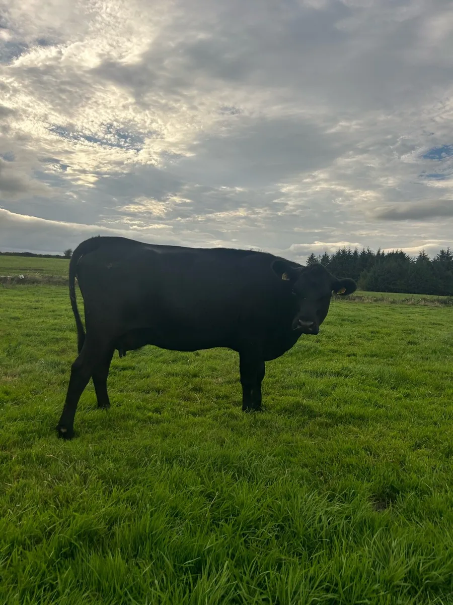2nd calf AAX cow - Image 3