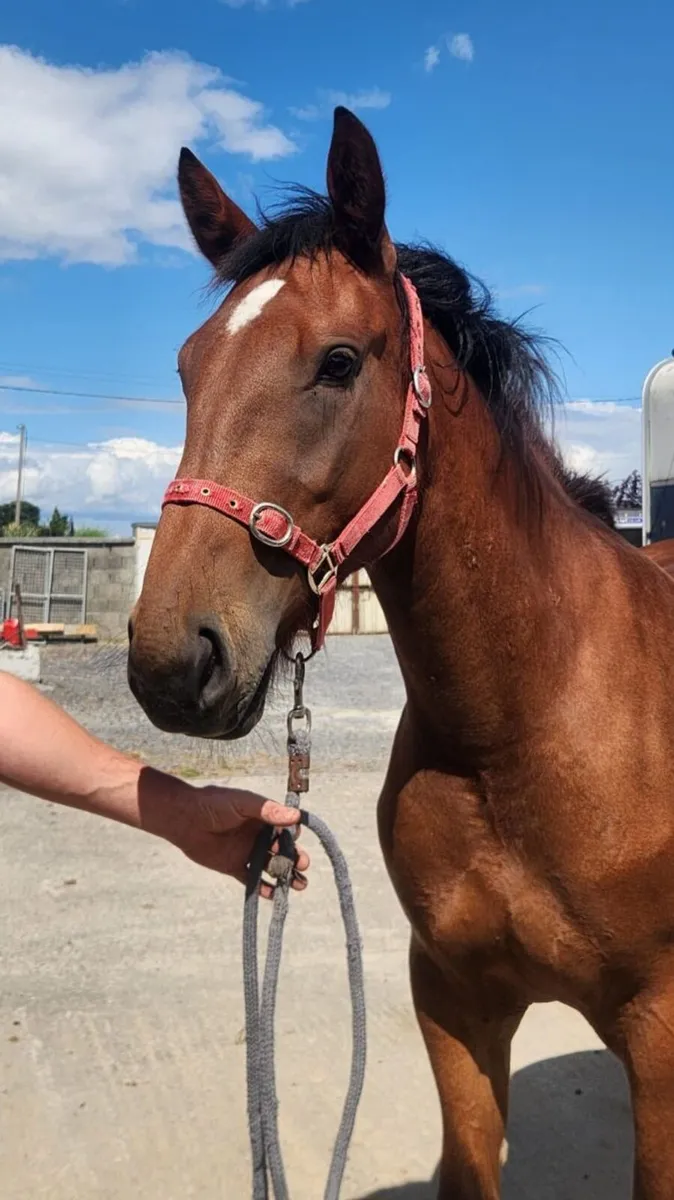 3yo mare - Image 1