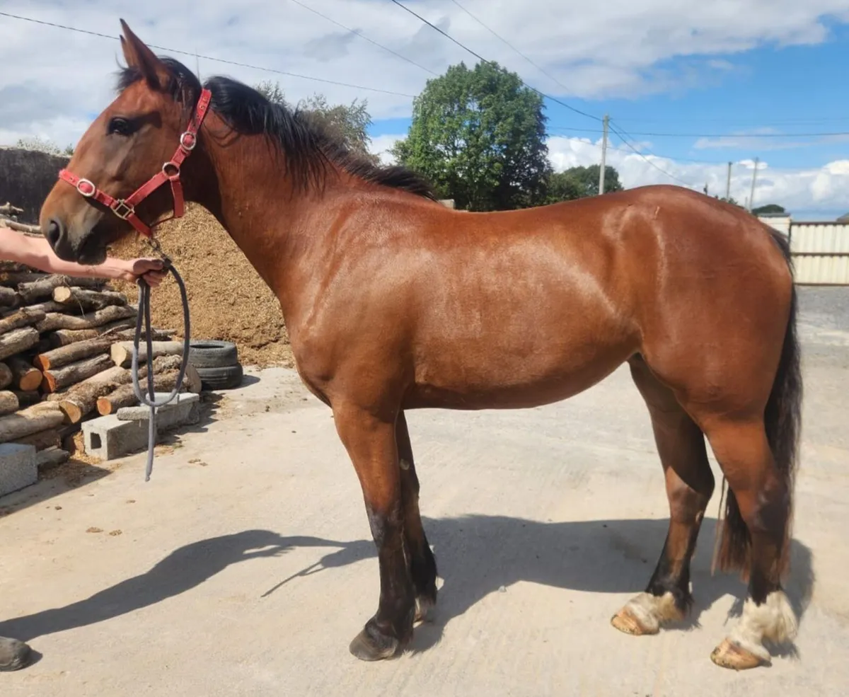3yo mare - Image 2