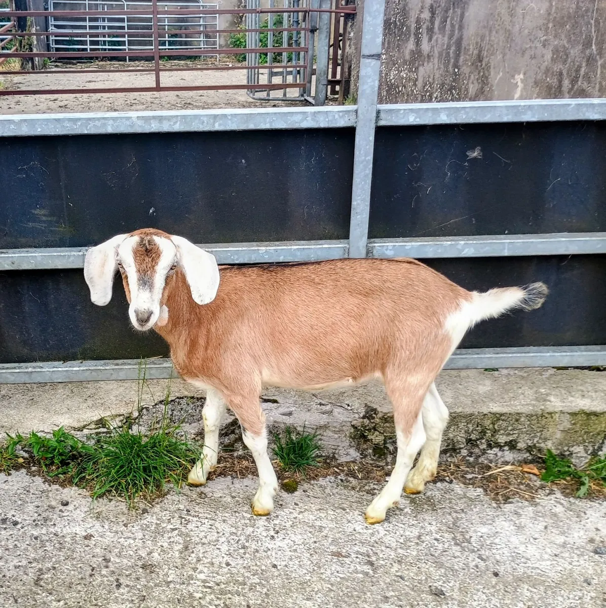 Kid Goats - Image 2