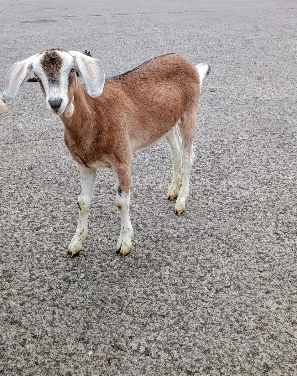 Kid Goats - Image 3
