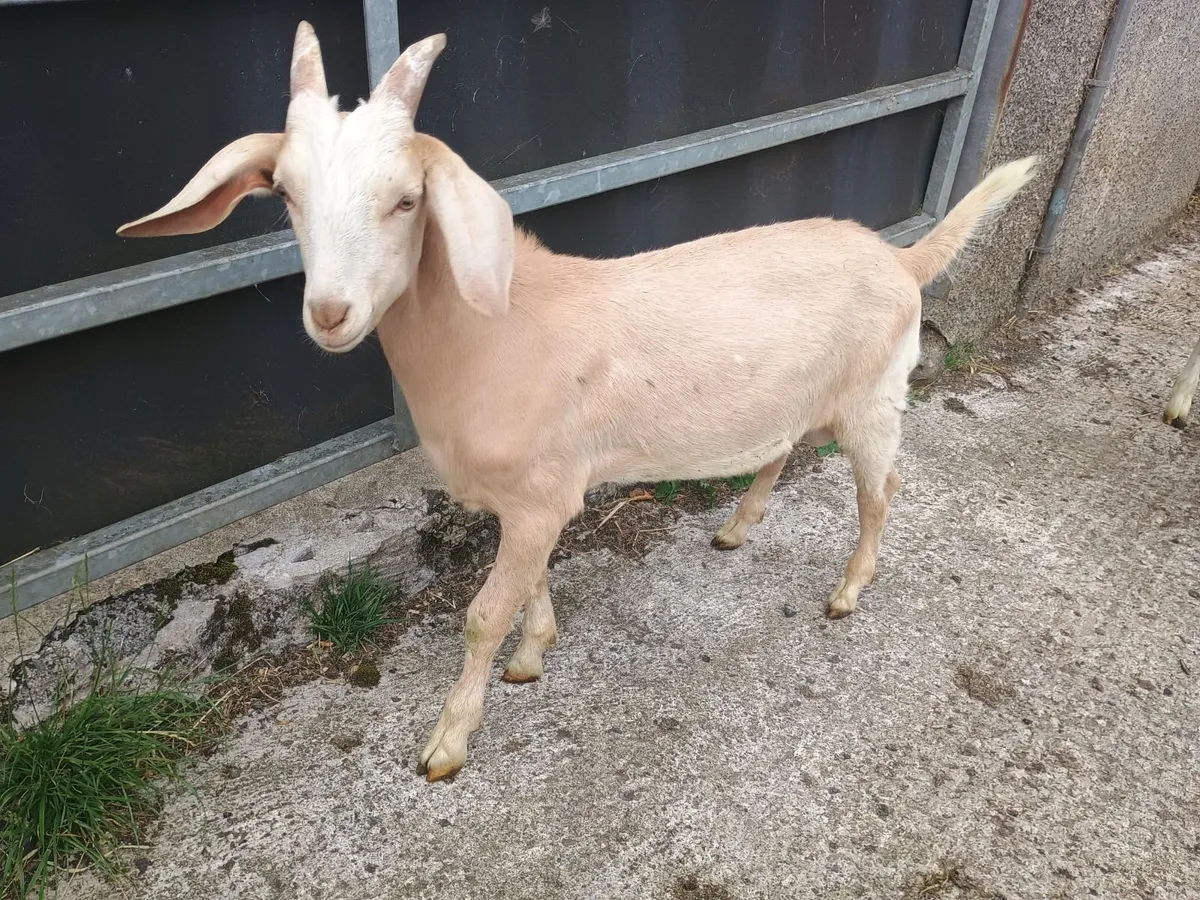 Kid Goats - Image 4