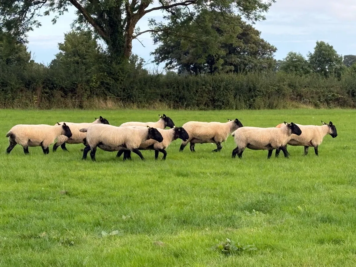 Suffolk cross Hoggets - Image 2