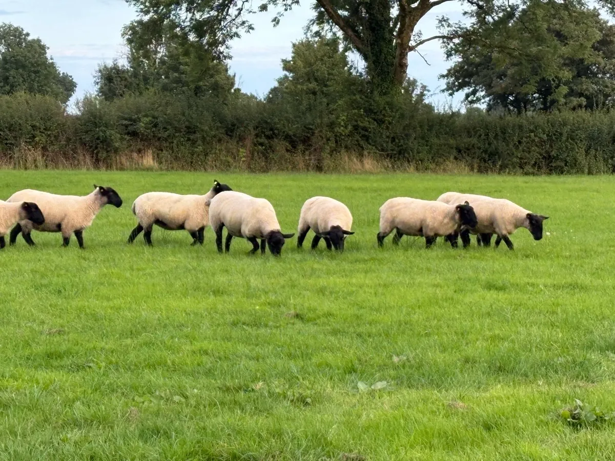 Suffolk cross Hoggets - Image 3