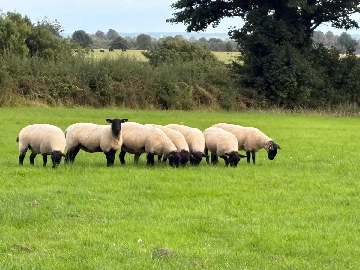 Suffolk cross Hoggets - Image 1