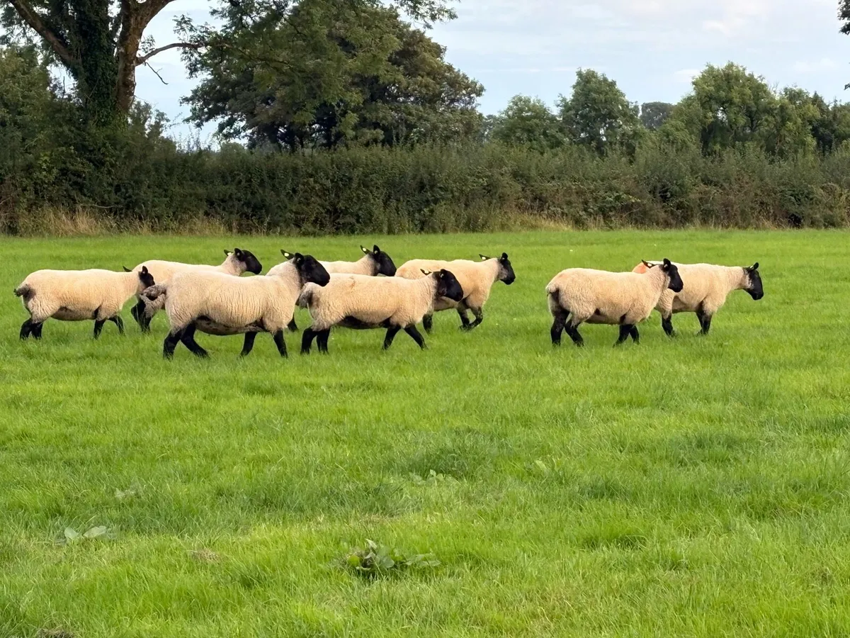 Suffolk cross Hoggets - Image 4