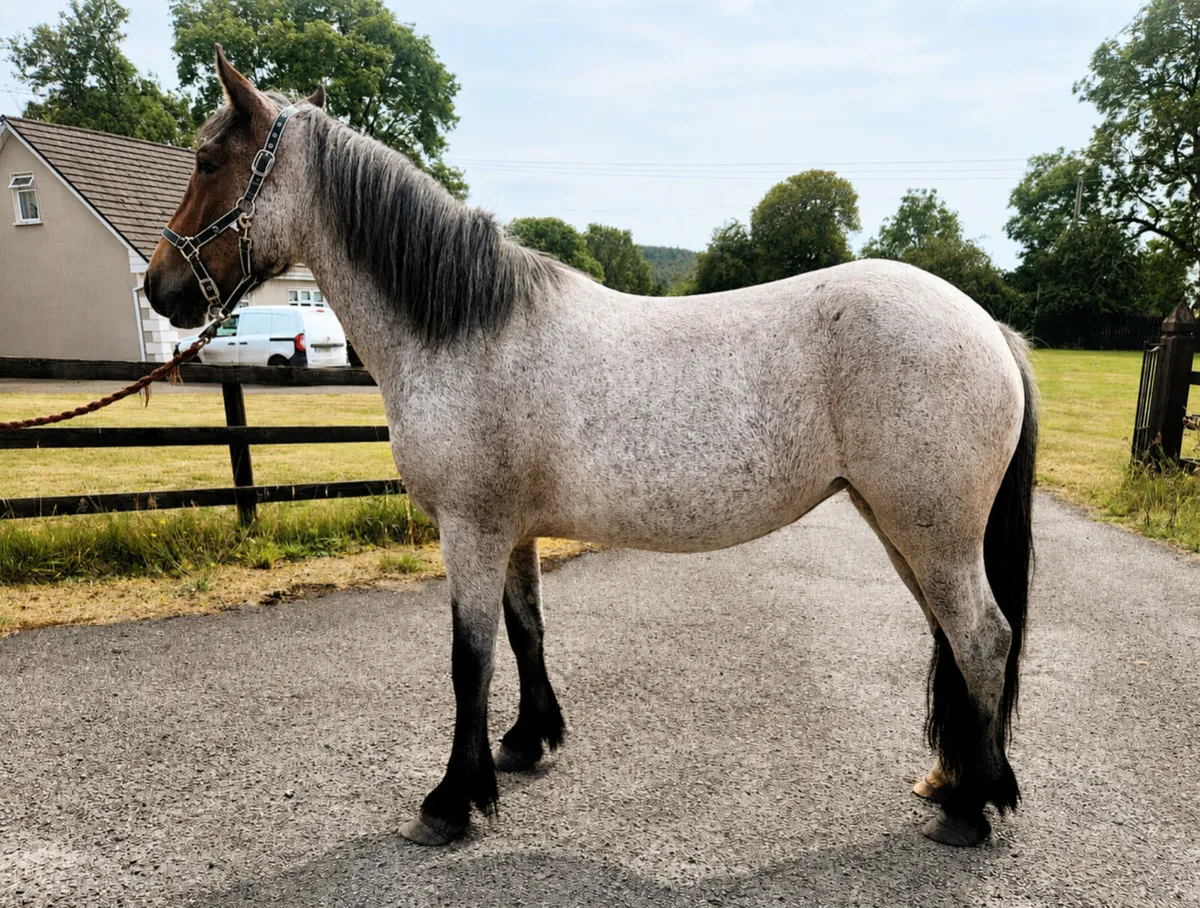 Connemara x Cob filly - Image 2
