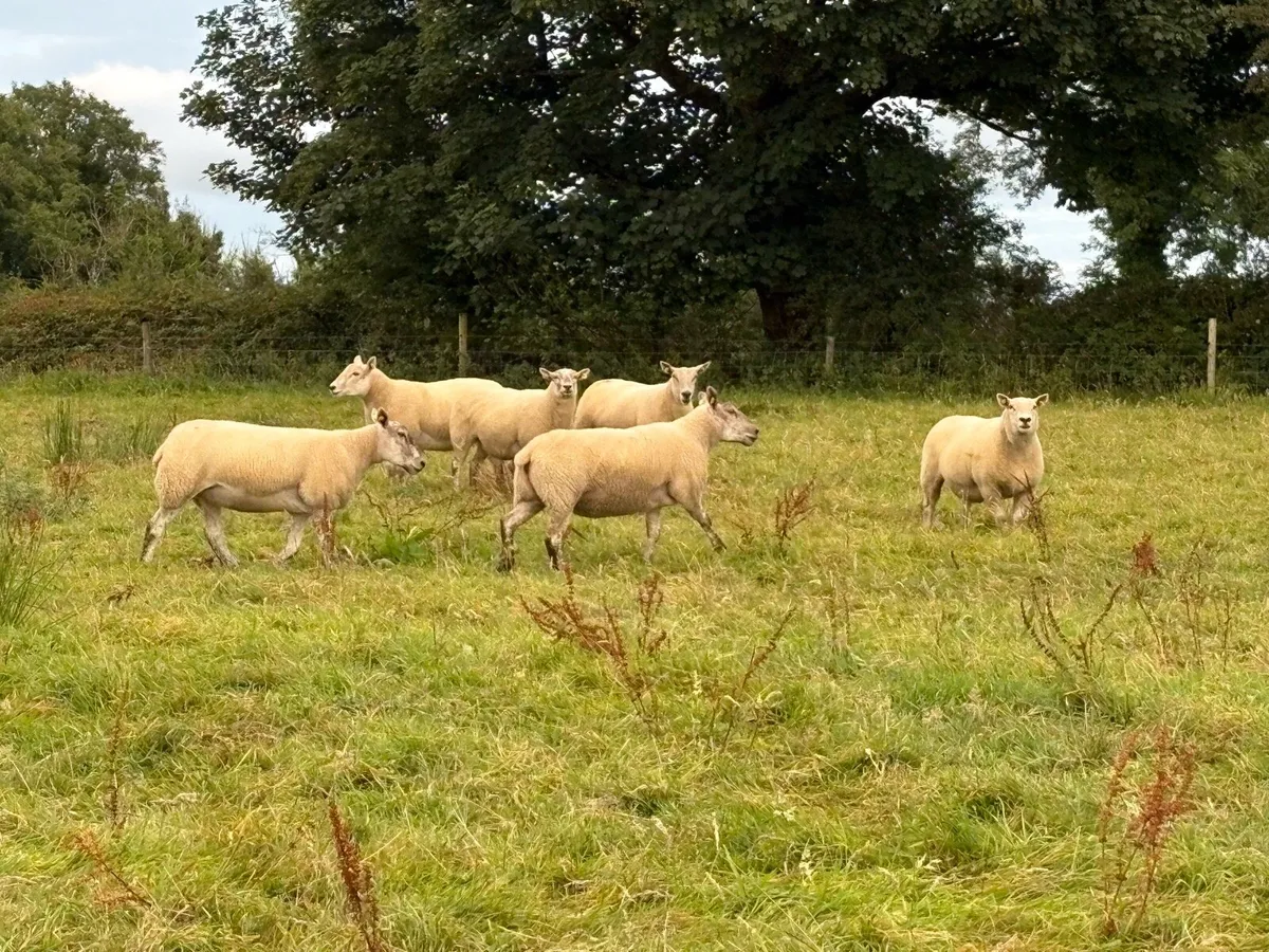 Cross bread Hoggets - Image 3