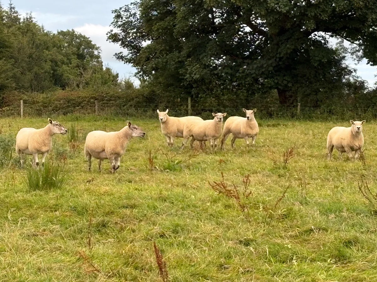 Cross bread Hoggets - Image 4