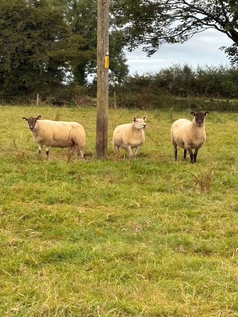 Cross bread Hoggets - Image 1
