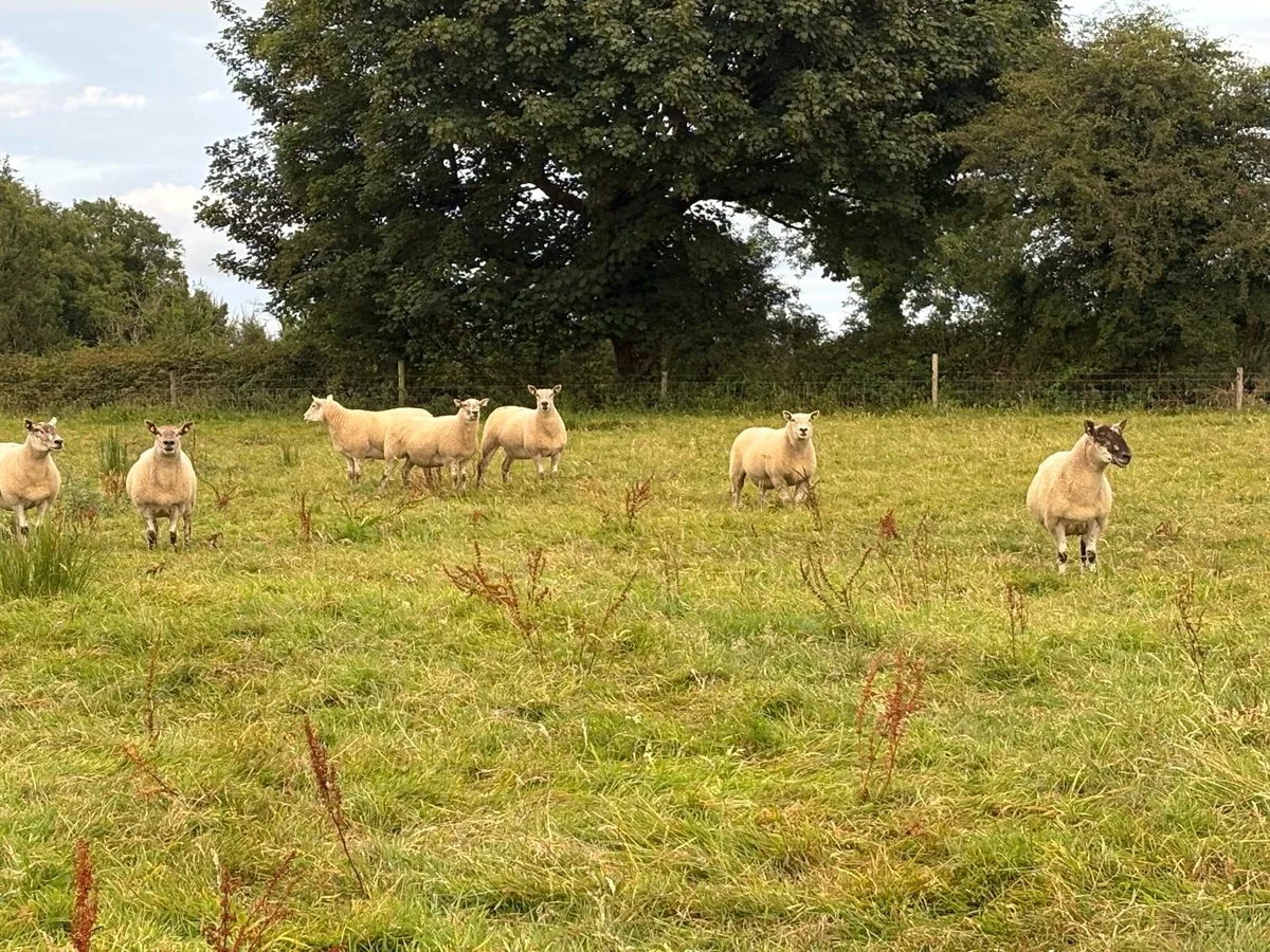 Cross bread Hoggets - Image 2