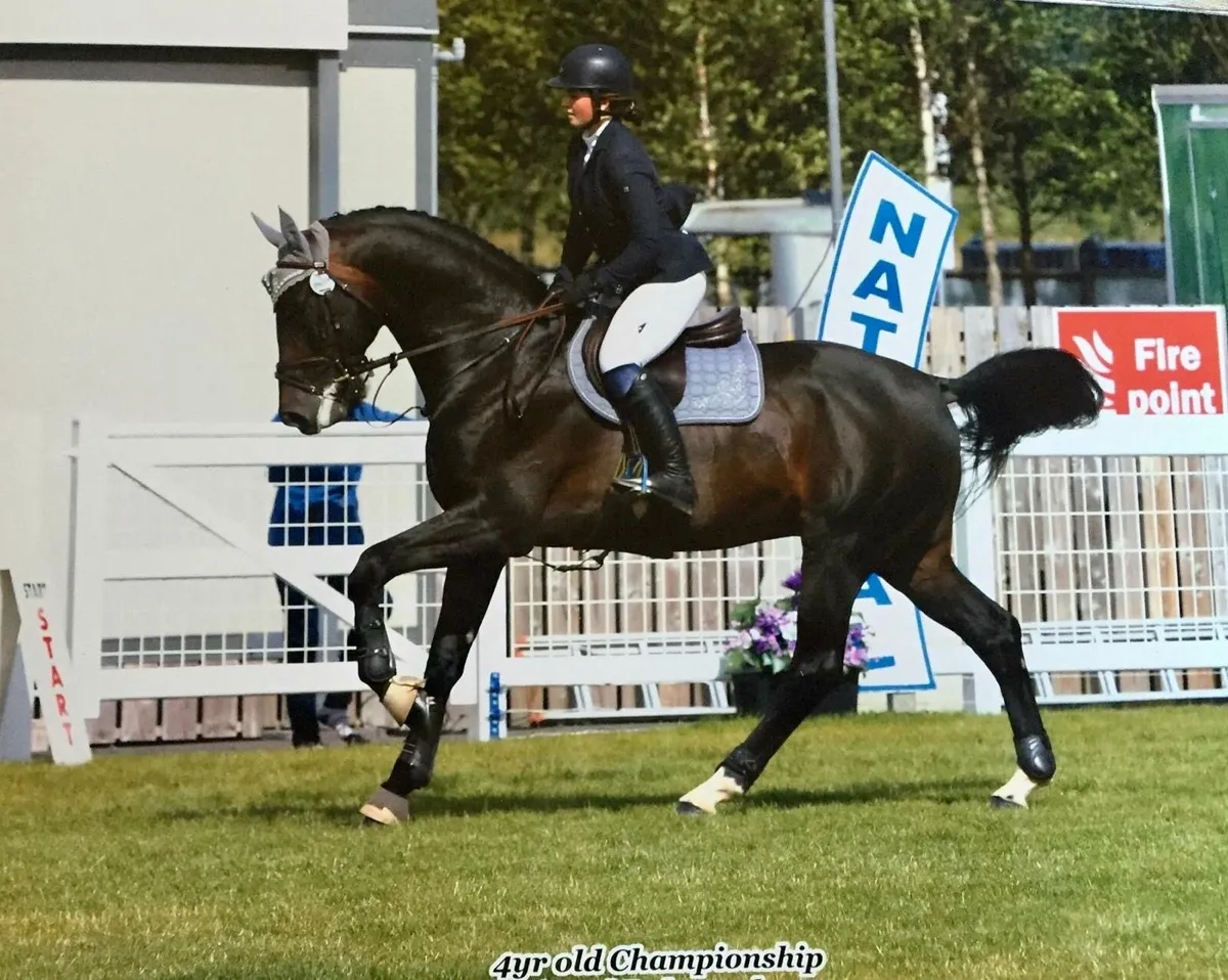 Top Quality Traditional Irish Brood Mare IN FOAL - Image 4