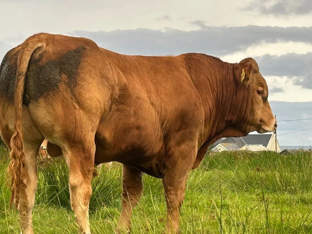 Limousin - Image 3