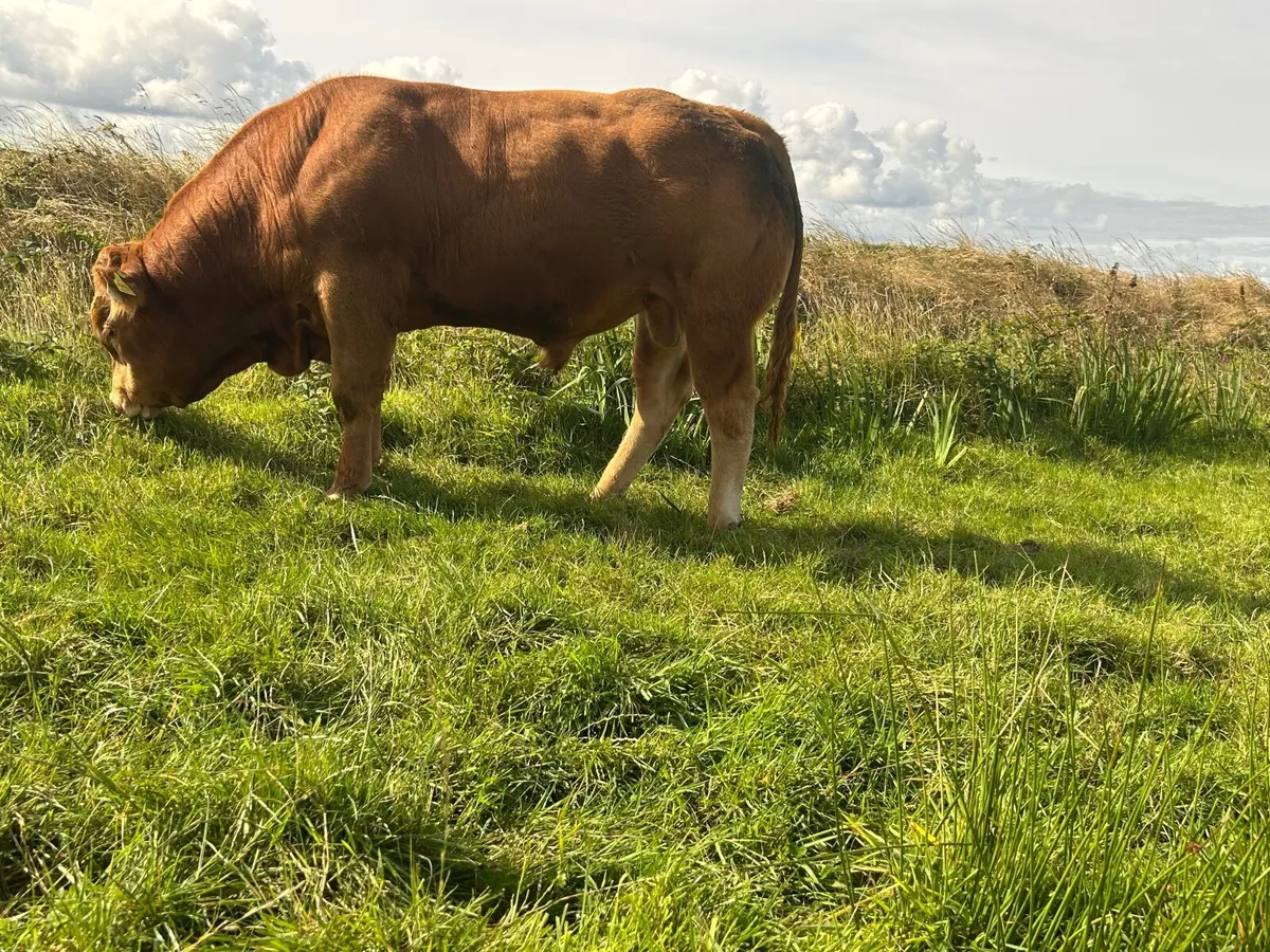 Limousin - Image 4
