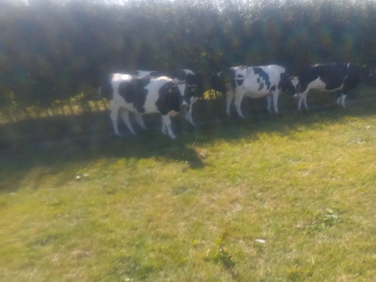 Autumn calvers - Image 2