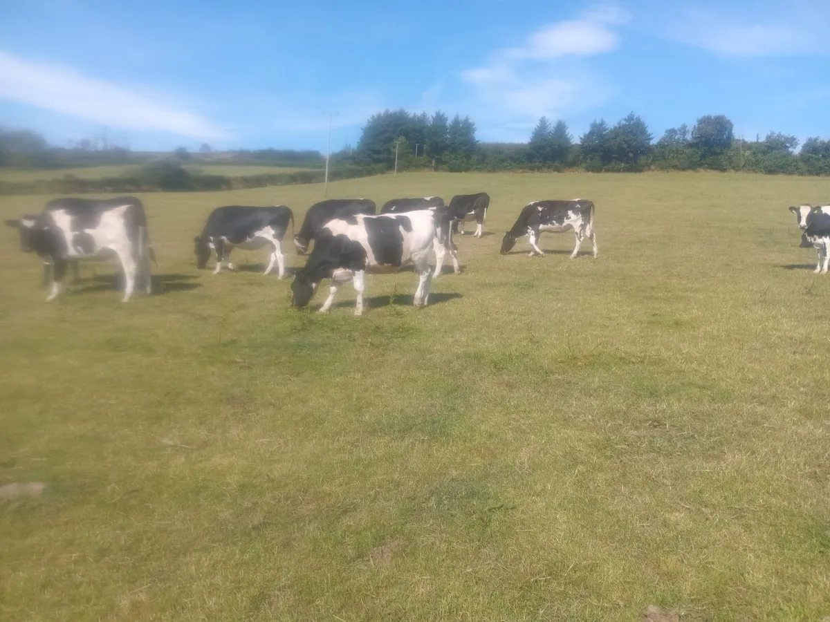 Autumn calvers - Image 3