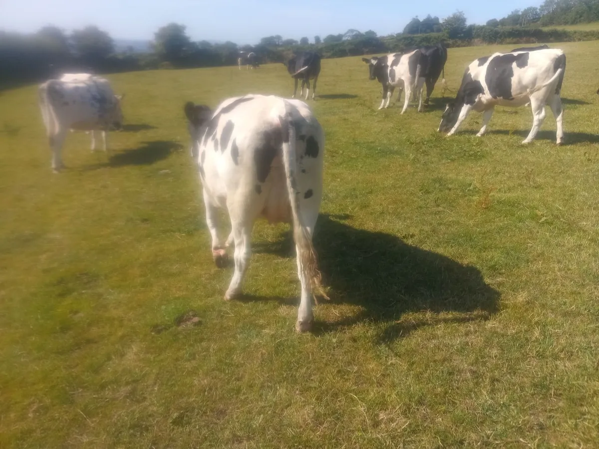 Autumn calvers - Image 4