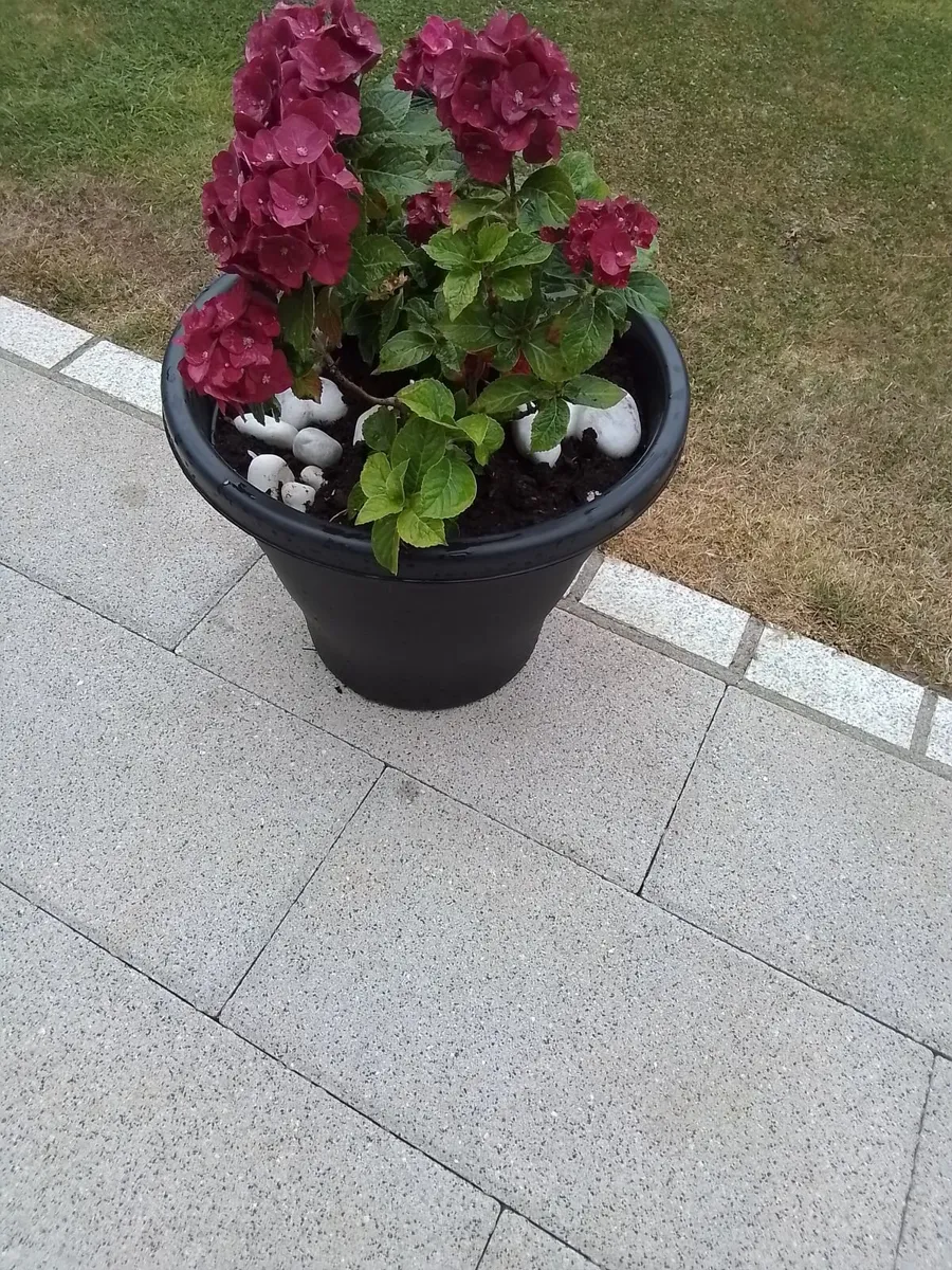 Planter