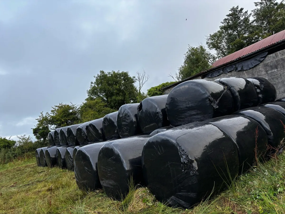 Silage bales - Image 2