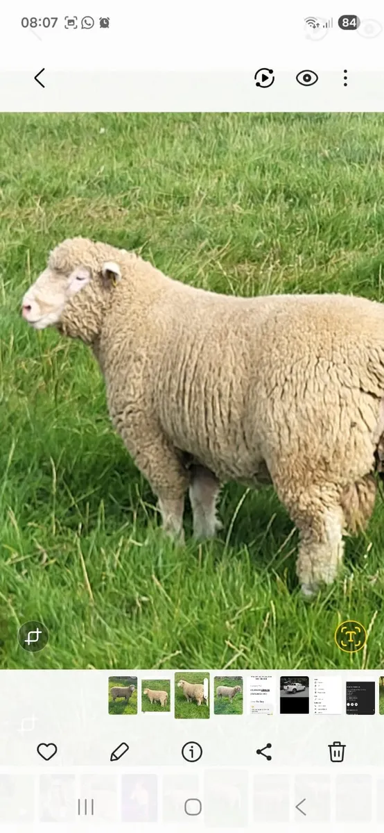 Dorset rams - Image 2