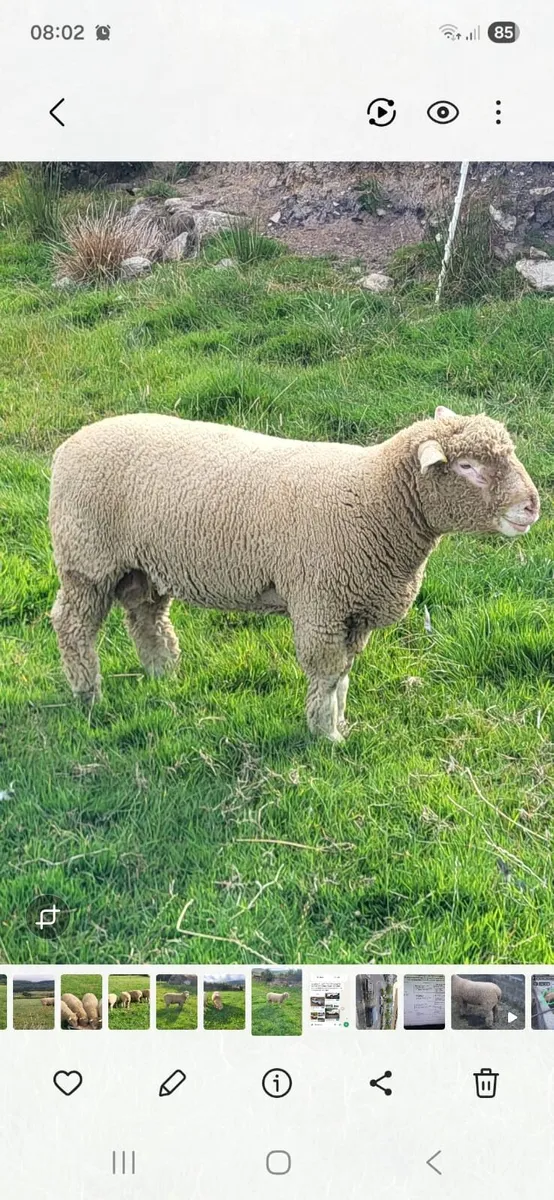 Dorset rams - Image 3