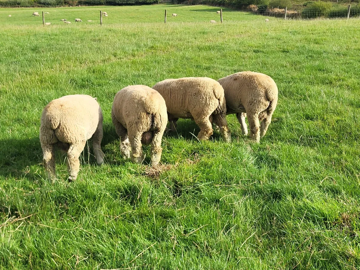Dorset rams - Image 4